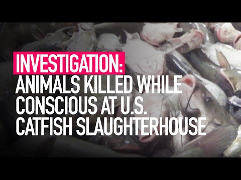 INVESTIGATION: Animals Killed While Conscious at US Catfish Slaughterhouse