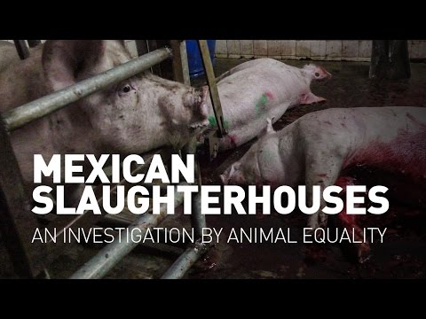 Mexican slaughterhouses - An investigation by Animal Equality