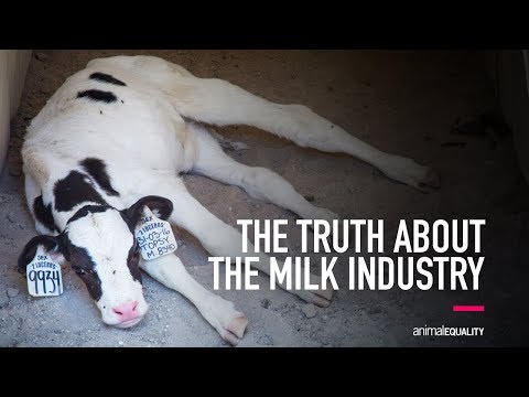 The Truth About the Milk Industry