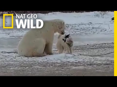 Watch an Unlikely Encounter Between a Sled Dog and a Polar Bear | Nat Geo Wild