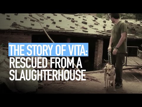 Vita rescued from a dog slaughterhouse in China