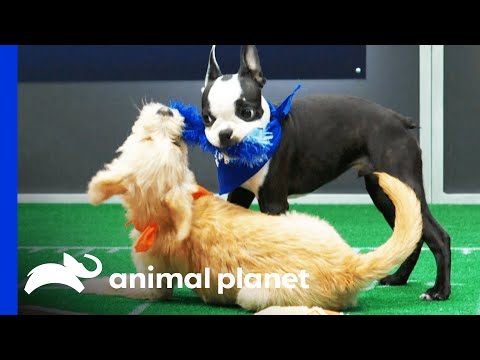 The First Touchdown of Puppy Bowl XVII!