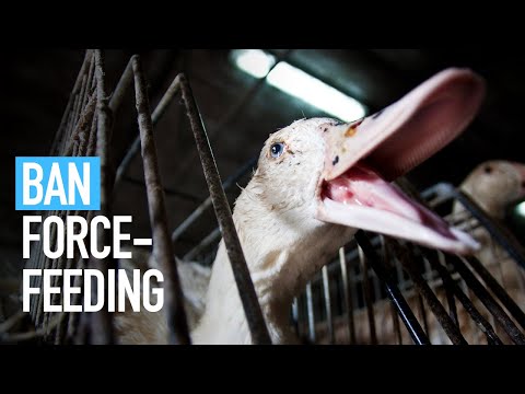 Ban Foie Gras | Animal Equality UK