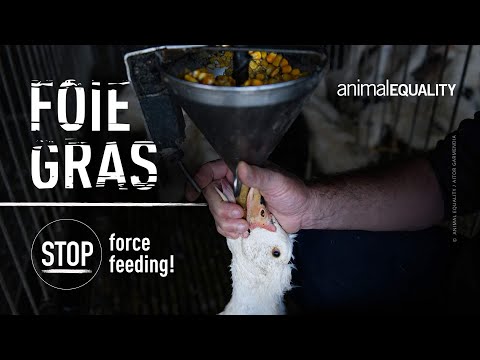 Animal Equality: Shocking Cruelty of Foie Gras Farms in France