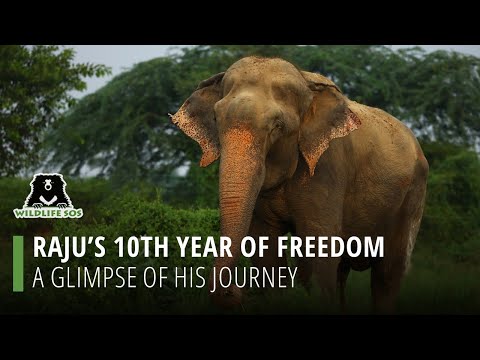 Raju's 10th Year Of Freedom: A Glimpse Of His Journey