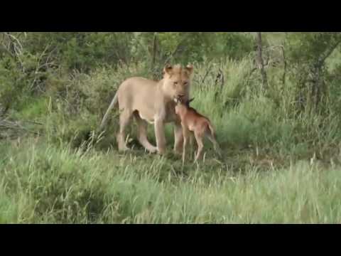 Lioness Protects a Baby Antelope