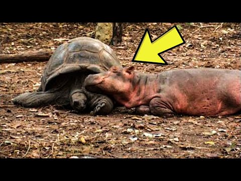 130 YEAR OLD TORTOISE SAVES BABY HIPPO’S LIFE, NOW THEY’RE BEST FRIENDS