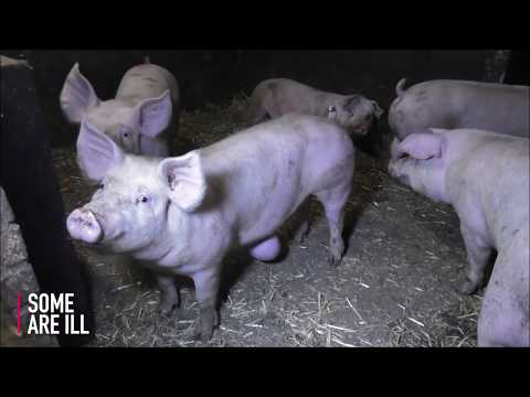 This Little Piggy | Animal Equality