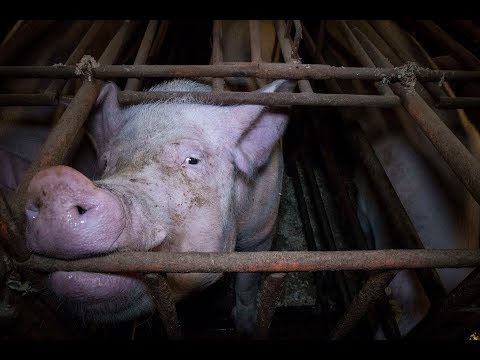 British Pig Farms 2017