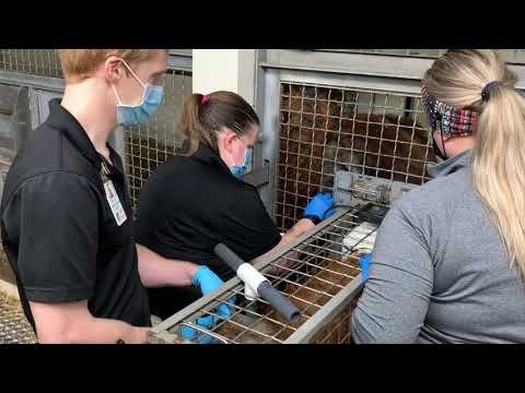 Orangutan Voluntary Blood Pressure Reading - Cincinnati Zoo