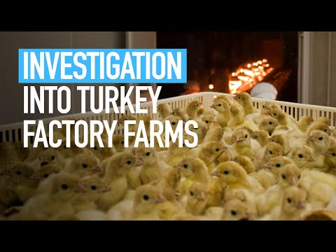 Investigation into turkey factory farms