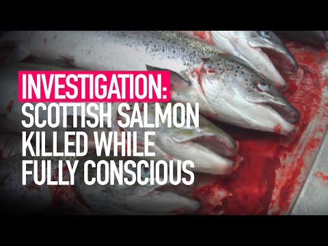 INVESTIGATION: Fish Killed While Fully Conscious in Scottish Salmon Slaughterhouse