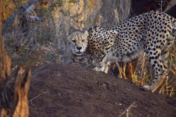 Flehmen response in cheetah