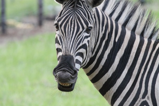 Flehmen response in zebras