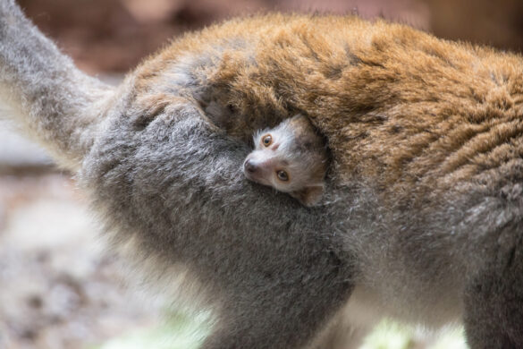 Baby crowned lemur