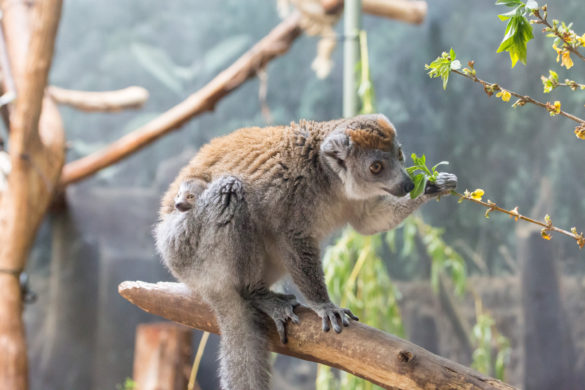 Crowned lemur baby and mother at Lincoln Park Zoo