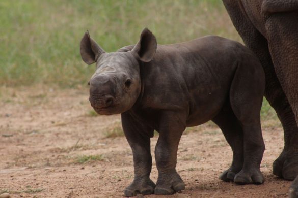 Baby black rhino