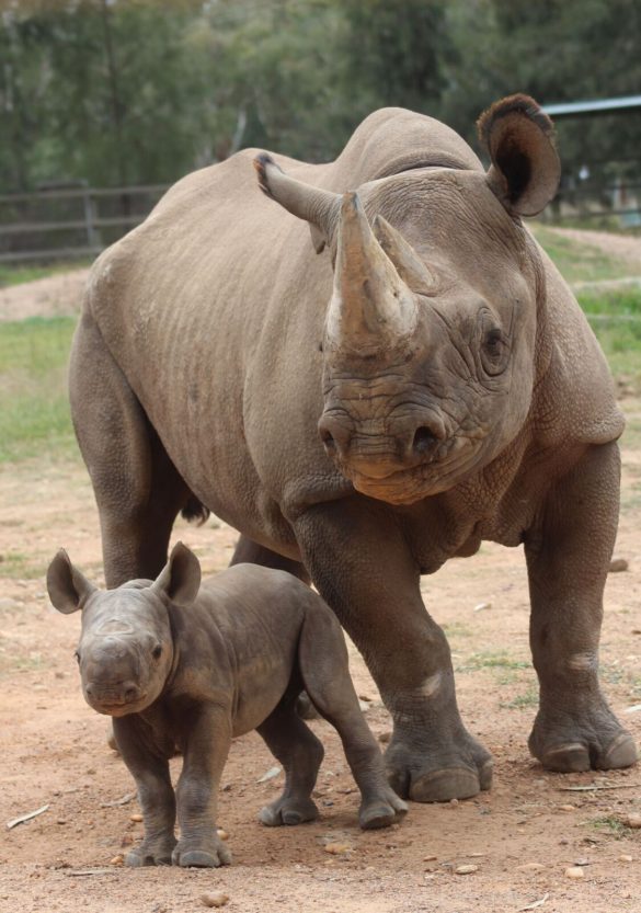 Female black rhino calf and mother