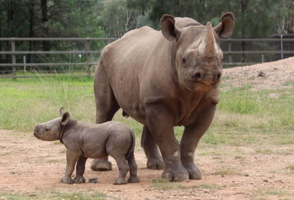 Southern black rhinoceros calf and mama at Taronga Western Plains Zoo