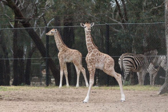 Two giraffe calves