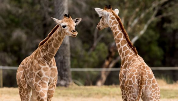 Two baby giraffes