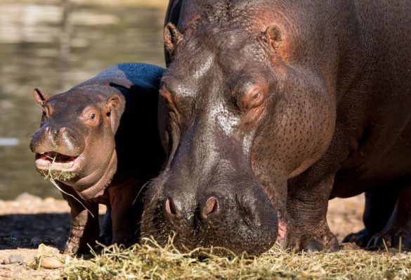 Baby hippo and mom