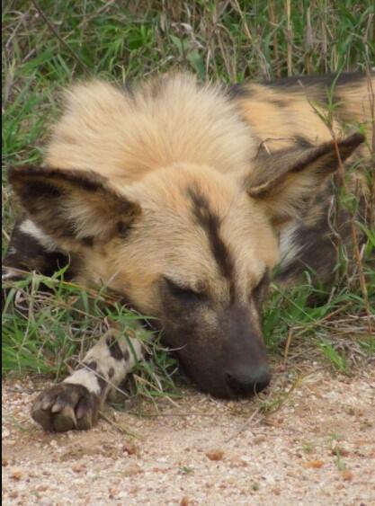 african wild dog puppy
african wild dog hybrid
african wild dog for sale
puppy African wild dog
african wild dog domesticated
african wild dog pet
African Wild Dog Training
African wild dog as a pet
african hunting dog pet
african wild dog pet for sale
african painted dog pet;
dog africa;