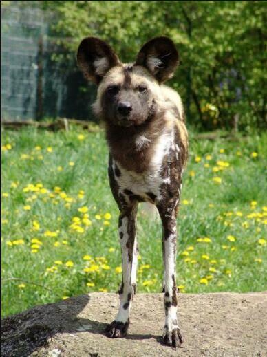 african wild dog puppy
african wild dog hybrid
african wild dog for sale
puppy African wild dog
african wild dog domesticated
african wild dog pet
African Wild Dog Training
African wild dog as a pet
african hunting dog pet
african wild dog pet for sale
african painted dog pet;
dog africa;