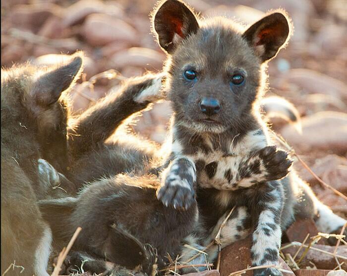 african wild dog puppy
african wild dog hybrid
african wild dog for sale
puppy African wild dog
african wild dog domesticated
african wild dog pet
African Wild Dog Training
African wild dog as a pet
african hunting dog pet
african wild dog pet for sale
african painted dog pet;
dog africa;