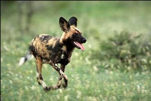 african wild dog puppy
african wild dog hybrid
african wild dog for sale
puppy African wild dog
african wild dog domesticated
african wild dog pet
African Wild Dog Training
African wild dog as a pet
african hunting dog pet
african wild dog pet for sale
african painted dog pet;
dog africa;