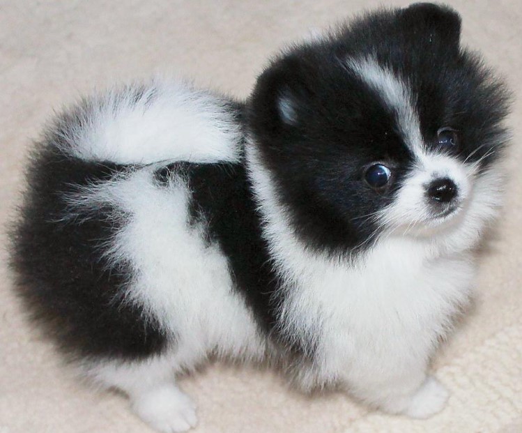 panda pomeranian for sale;
panda pomeranian ;
panda pomeranian for sale;
panda pomeranian price;
panda pomeranian puppies;
panda pomeranian puppy;
panda pomeranian puppies for sale;
red panda pomeranian;
cute panda pomeranian;	
panda dog﻿;