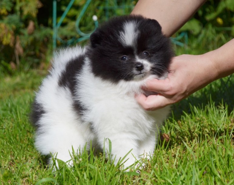 panda pomeranian ;
panda pomeranian for sale;
panda pomeranian price;
panda pomeranian puppies;
panda pomeranian puppy;
panda pomeranian puppies for sale;
red panda pomeranian;
cute panda pomeranian;	
panda dog﻿;