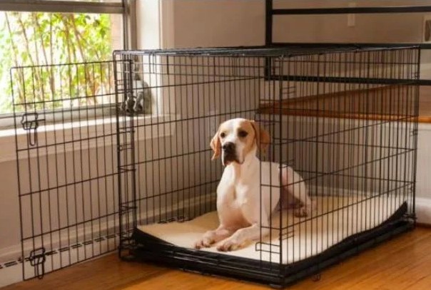 Benefits Of Dog Cage