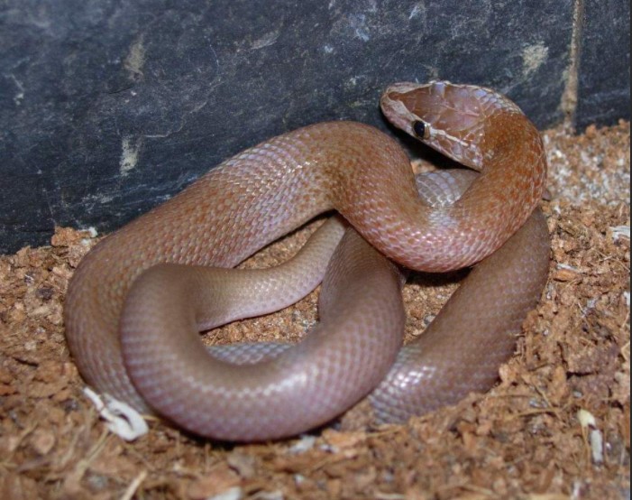 can you keep a wild snake as a pet
est snakes to have as pets
easiest snake to care for
smallest pet snake
good pet snakes
snake as a pet;
best starter snake;
pet snake;
snake pet;
best snake for bet;
snake pet types;
snake pet breeds;
pet snake;