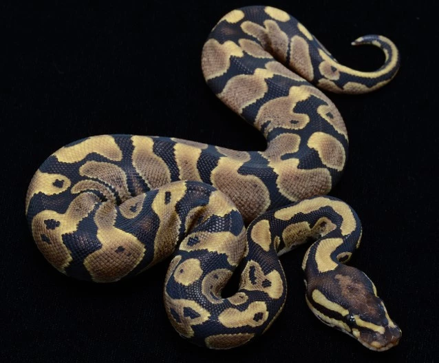 snake pet types
types of pythons for pets
different types of pet snakes
types of boas for pets
breed ball python
cute snake breeds
small pet snake breeds