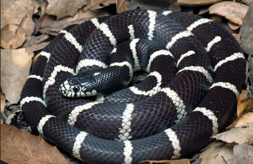 can you keep a wild snake as a pet
est snakes to have as pets
easiest snake to care for
smallest pet snake
good pet snakes
snake as a pet;
best starter snake;
pet snake;
snake pet;
best snake for bet;
snake pet types;
snake pet breeds;
pet snake;