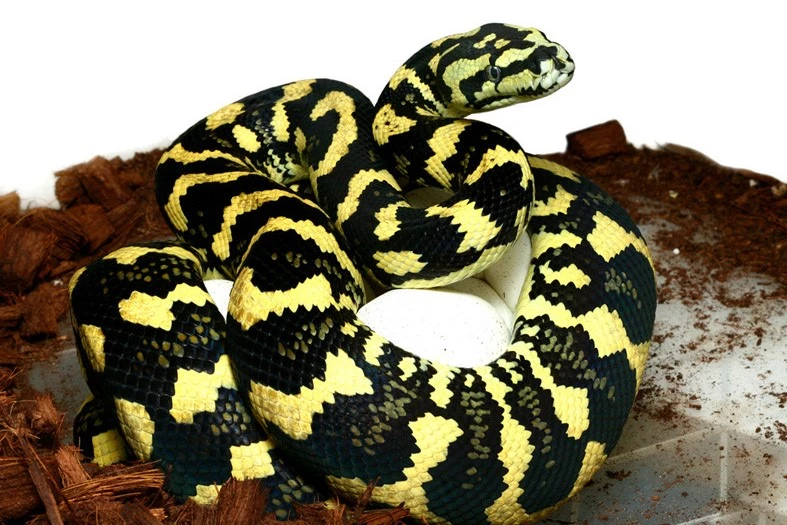 snake pet types
types of pythons for pets
different types of pet snakes
types of boas for pets
breed ball python
cute snake breeds
small pet snake breeds