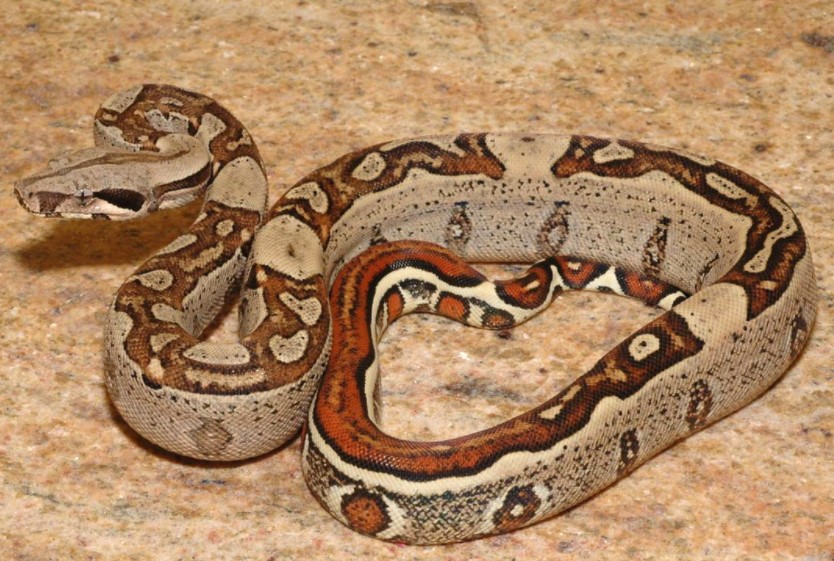 can you keep a wild snake as a pet
est snakes to have as pets
easiest snake to care for
smallest pet snake
good pet snakes
snake as a pet;
best starter snake;
pet snake;
snake pet;
best snake for bet;
snake pet types;
snake pet breeds;
pet snake;