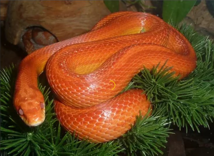 can you keep a wild snake as a pet
est snakes to have as pets
easiest snake to care for
smallest pet snake
good pet snakes
snake as a pet;
best starter snake;
pet snake;
snake pet;
best snake for bet;
snake pet types;
snake pet breeds;
pet snake;