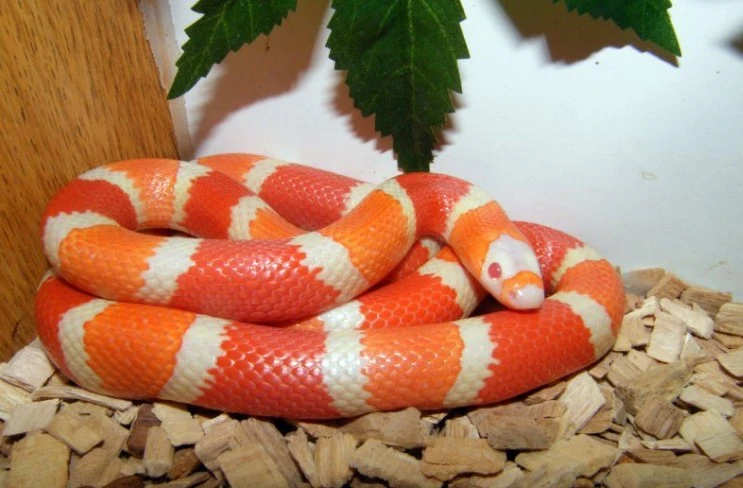 snake pet types
types of pythons for pets
different types of pet snakes
types of boas for pets
breed ball python
snake pet breeds
cute snake breeds
small pet snake breeds