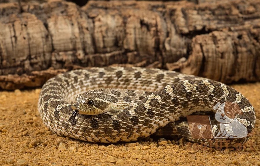 can you keep a wild snake as a pet
est snakes to have as pets
easiest snake to care for
smallest pet snake
good pet snakes
snake as a pet;
best starter snake;
pet snake;
snake pet;
best snake for bet;
snake pet types;
snake pet breeds;
pet snake;