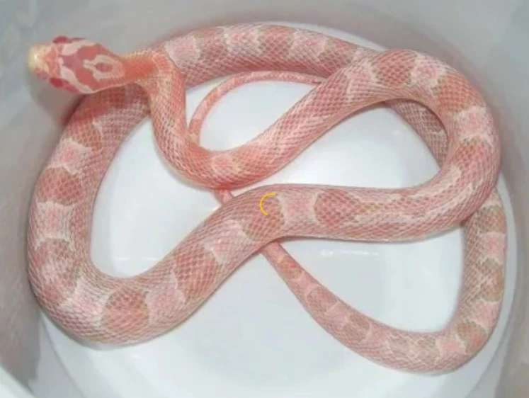 snake pet types
types of pythons for pets
different types of pet snakes
types of boas for pets
breed ball python
cute snake breeds
small pet snake breeds