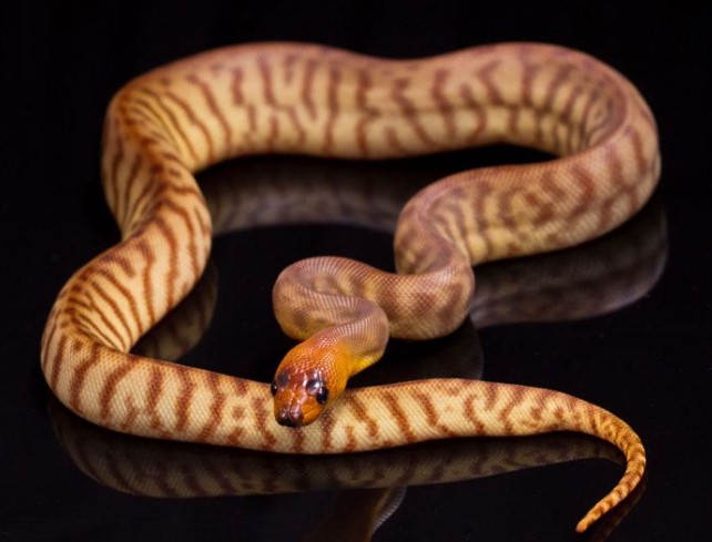 can you keep a wild snake as a pet
est snakes to have as pets
easiest snake to care for
smallest pet snake
good pet snakes
snake as a pet;
best starter snake;
pet snake;
snake pet;
best snake for bet;
snake pet types;
snake pet breeds;
pet snake;