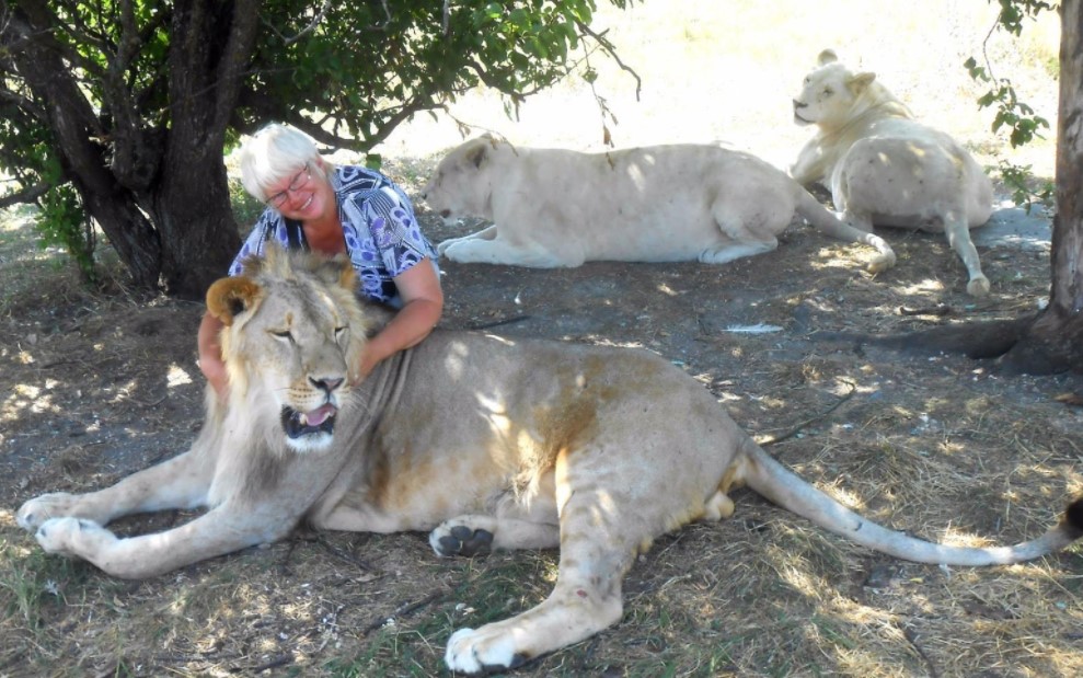 lion as a pet,
lion pet,
pet lion,
lion for pet,
lion cat,
cat and lion,
pet lion for sale,
lion kitten,
dogs and lions,
dog with lion,
puppy lions,