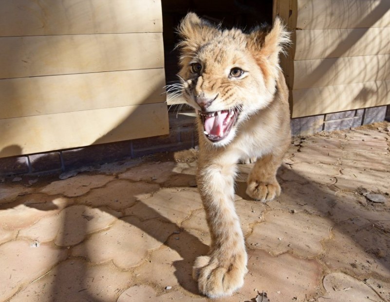 lion as a pet,
lion pet,
pet lion,
lion for pet,
lion cat,
cat and lion,
pet lion for sale,
lion kitten,
dogs and lions,
dog with lion,
puppy lions,