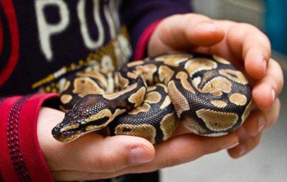 can you keep a wild snake as a pet
est snakes to have as pets
easiest snake to care for
smallest pet snake
good pet snakes
snake as a pet;
best starter snake;
pet snake;
snake pet;
best snake for bet;
snake pet types;
snake pet breeds;
pet snake;