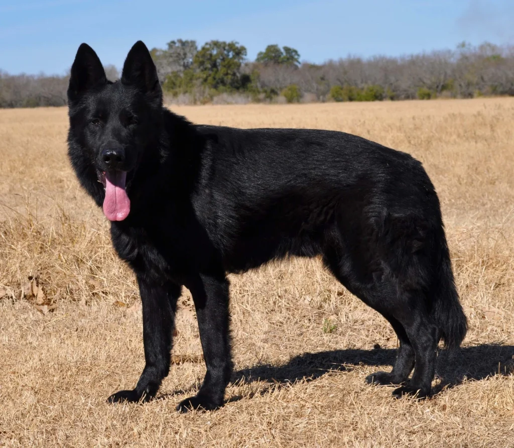 biggest german shepherd,
biggest german shepherd in the world,
largest german shepherd,
biggest german shepherd breed,
largest german shepherd breed,
the biggest german shepherd,
biggest german shepherd breeds,
biggest german shepherd in the world,
large german shepherd breeders,
biggest german shepherd ever,