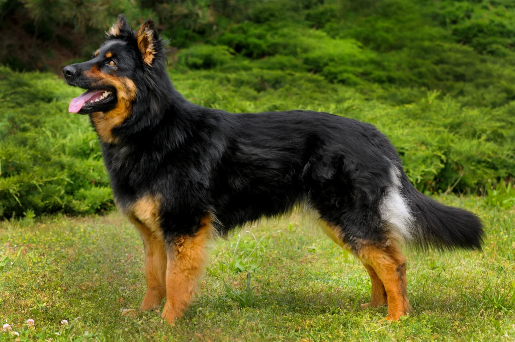 biggest german shepherd,
biggest german shepherd in the world,
largest german shepherd,
biggest german shepherd breed,
largest german shepherd breed,
the biggest german shepherd,
biggest german shepherd breeds,
biggest german shepherd in the world,
large german shepherd breeders,
biggest german shepherd ever,