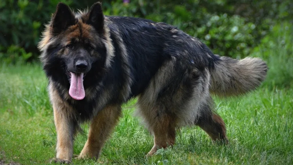 biggest german shepherd,
biggest german shepherd in the world,
largest german shepherd,
biggest german shepherd breed,
largest german shepherd breed,
the biggest german shepherd,
biggest german shepherd breeds,
biggest german shepherd in the world,
large german shepherd breeders,
biggest german shepherd ever,