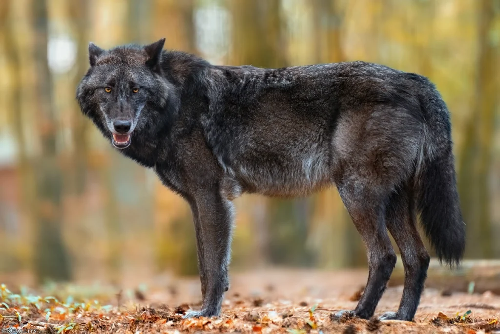 Black Tundra Wolf,
Tundra wolf ,
the black wolf,
tundra wolves,